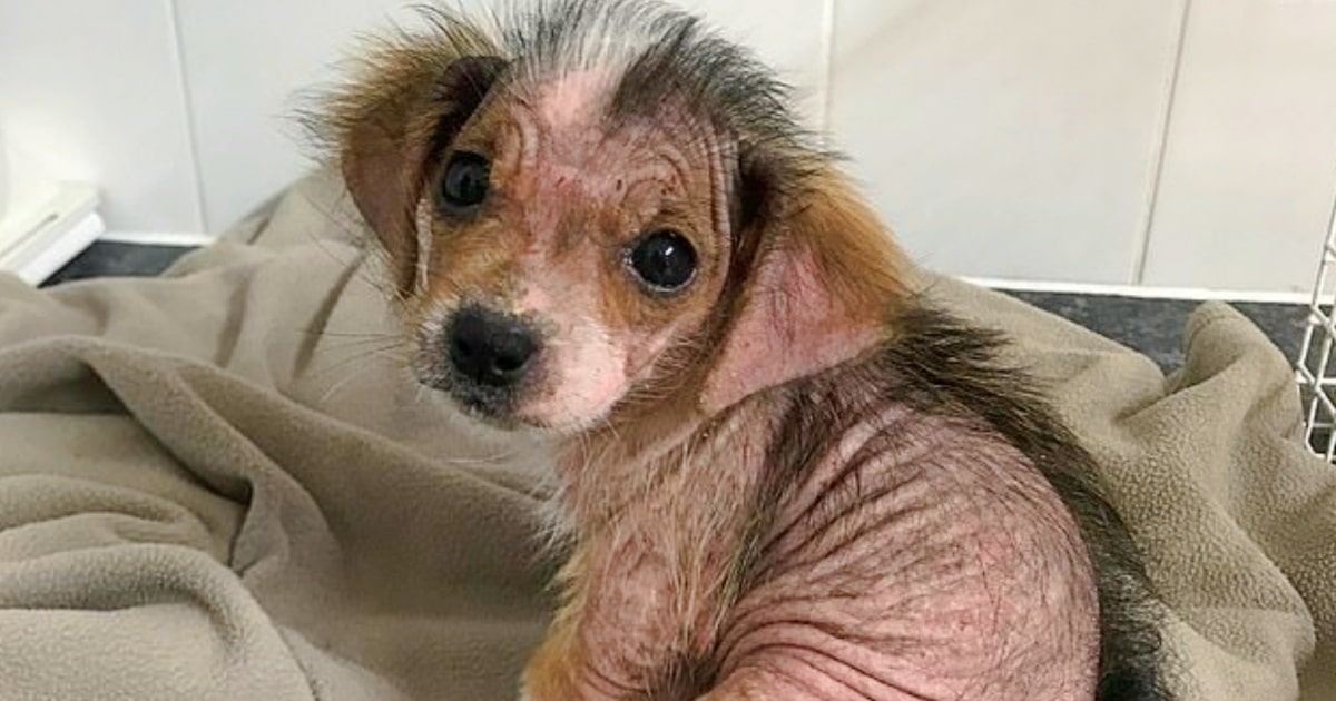 Pained Puppy Went From Bald And Snappy To Healed And Sweet