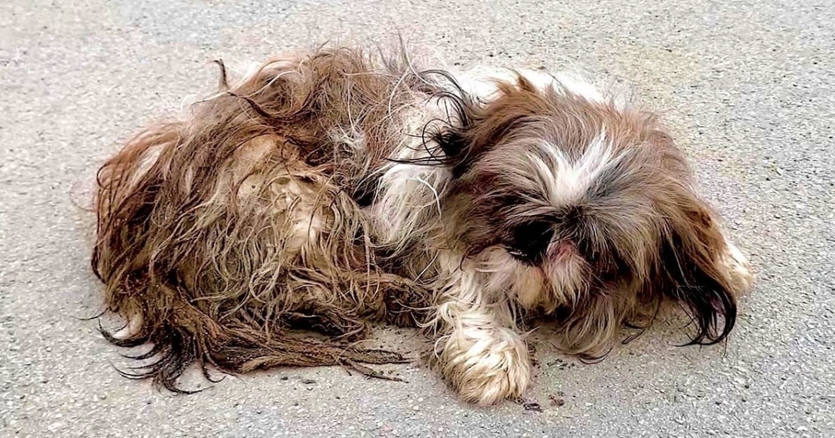 Ditched Dog Lay In Lot After Family Didn’t Want Him, Footsteps Grew Louder