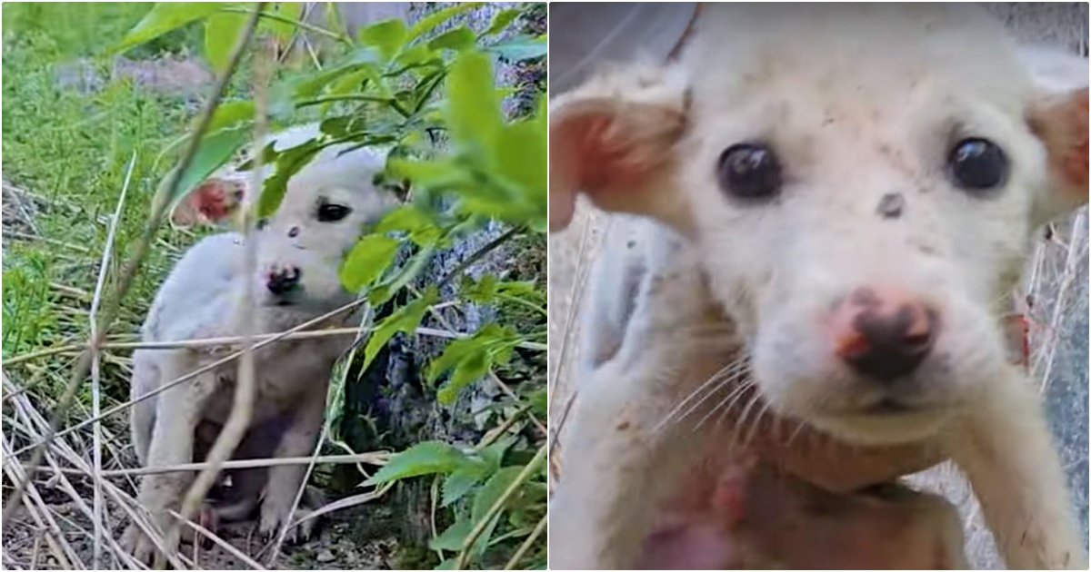 Puppy’s Search For Food Caused Him To Fall Into A Hole In Desolate Area thumbnail