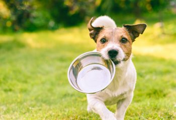 PetWireDaily — Is Freeze-Dried Dog Food Right For Your Dog? Get All The Facts!