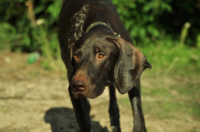 7 Crazy Things That Are Perfectly Normal For German Shorthaired Pointers