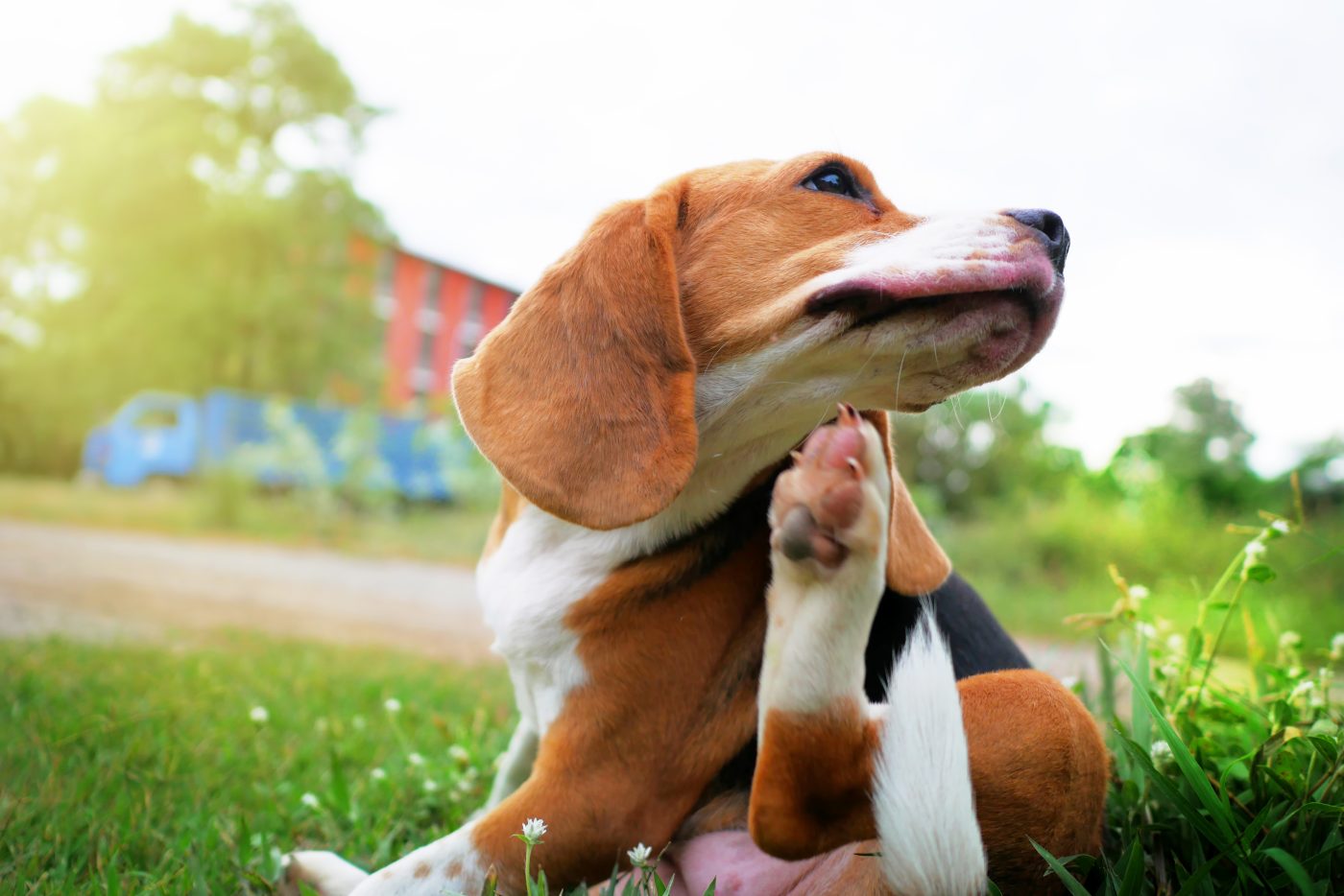 Beagle dog itch allergy