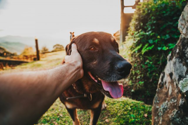 6 Signs You Are Your Great Dane’s Favorite Human