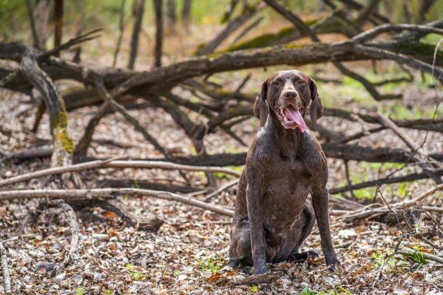 6 Signs You Are Your German Shorthaired Pointers Favorite Human thumbnail