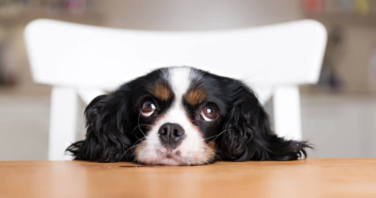 Picky Eater? Check Out Our Top Ways To Get Your Fussy Dog To Chow Down