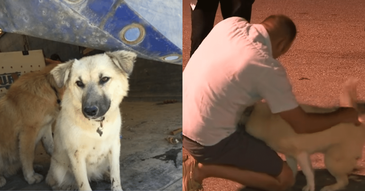 Soldier ‘Holds His Breath’ as He Reunites with Dog He Saved in Iraq