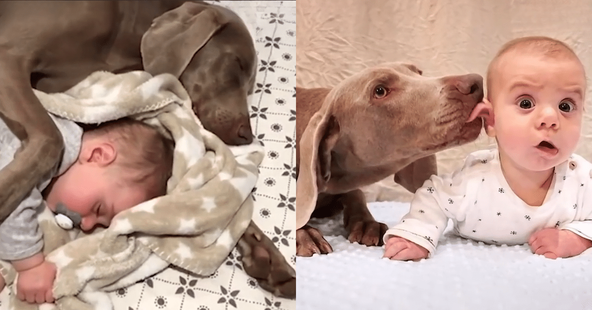 Dogs’ 9-Month Wait for Baby Brother Ends in ‘Pure Joy’
