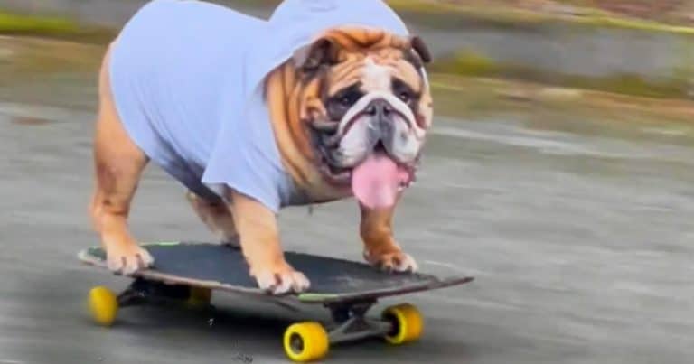 Bulldog Throws Funny Fit When Owners Try to Take Away His Favorite ...