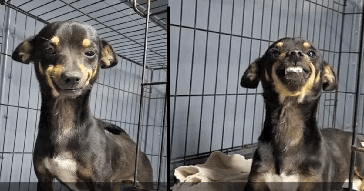 Dog’s Infectious Smile Leads to Overwhelming Adoption Interest at Shelter