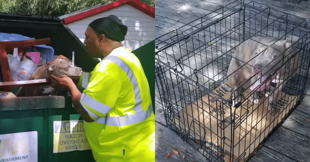 Waste Management Crew ‘Heroically’ Rescues Abandoned Pit Bull Trapped in Dumpster