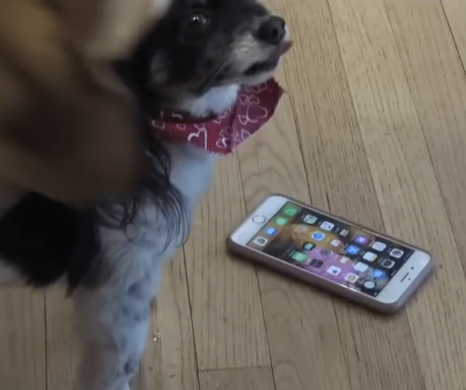 Dogs Decided To Call 911 Sixteen Times in 30 Minutes, Leading to ...