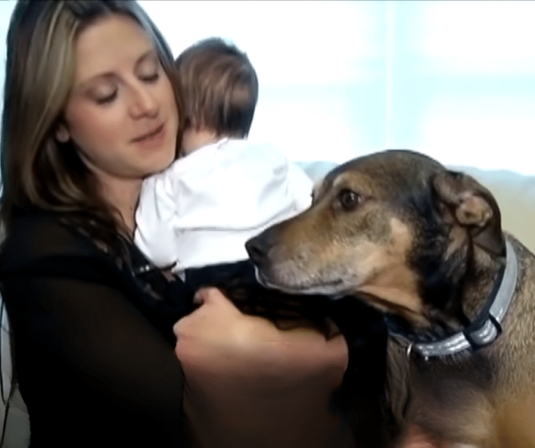Adopted Dog Heroically Saves Baby and Repays the Family's Kindness in a ...
