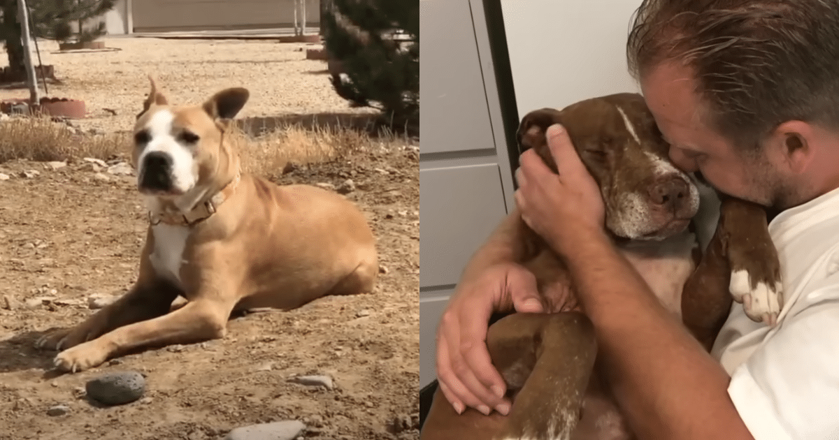 Old Homeless Dog Finds Comfort in Man’s Arms as He Listens to ‘His Sad Stories’