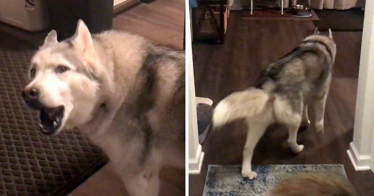 Mom Stops Work And Follows ‘Upset’ Husky Around The House Asking Him What’s Wrong