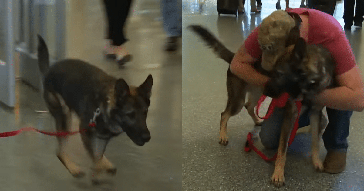 Army Specialist and His Beloved Service Dog Share Emotional Reunion After Three Years Apart