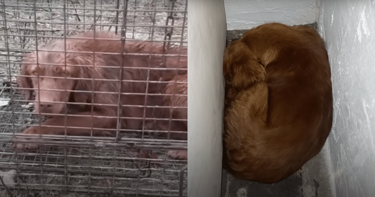 ‘Scared’ Rescue Dog Wedges Between Walls, Tries to Make Herself Invisible