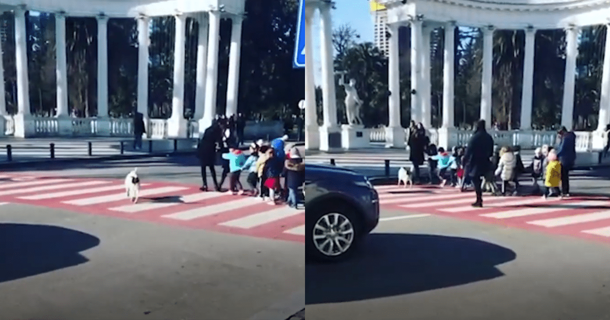 Stray Dog Becomes Local Hero by Protecting Students as a Crossing Guard