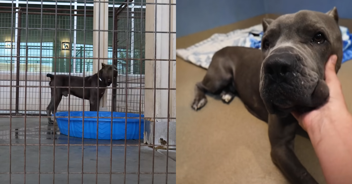 ‘Anxious’ Cane Corso Returned to Shelter Finally Gets a Second Chance