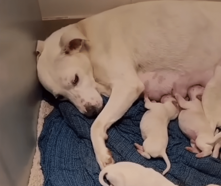 Abandoned Pregnant Dog Rescued and Gives Birth to 14 Beautiful Puppies ...