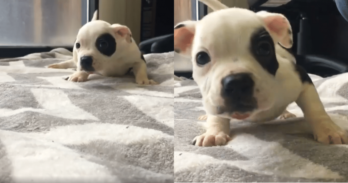 Brave Puppy Overcomes Challenges and Finds a Loving Forever Home