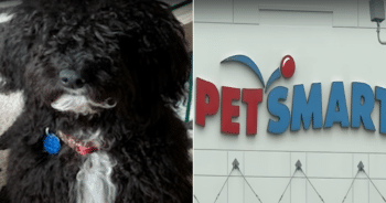 Death of 3 dogs are being investigated at a local PetSmart Pets Hotel