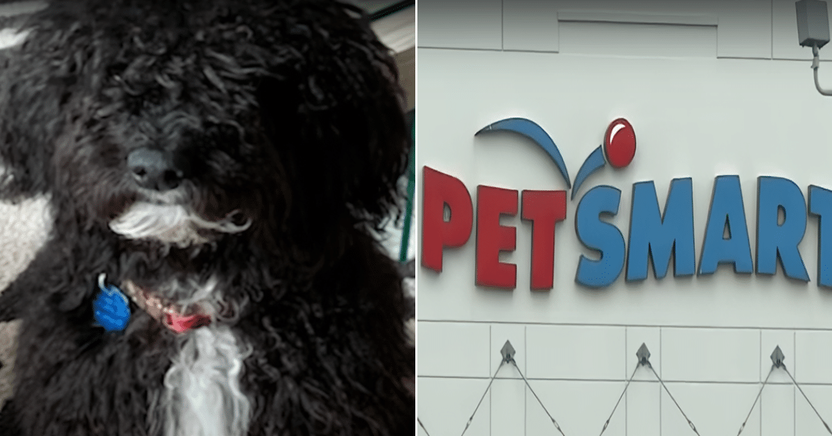 3 Dog Deaths Being Investigated At A Local PetSmart