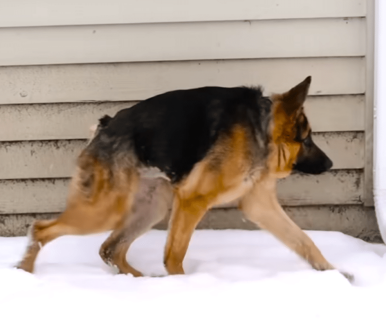 German Shepherd with Short-Spine Syndrome Thrives Despite Challenges