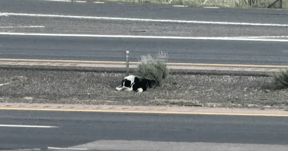 Dog Abandoned on Interstate Won’t Trust Anyone Until Tragic Event Changes Everything