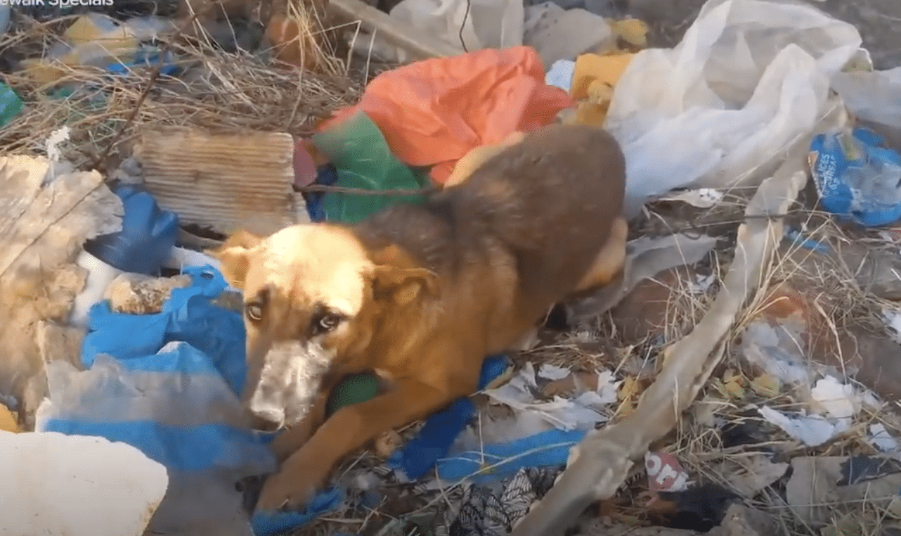 Dog Stranded In Baking Sun, Lovingly Looks To Woman So She'll Climb Down