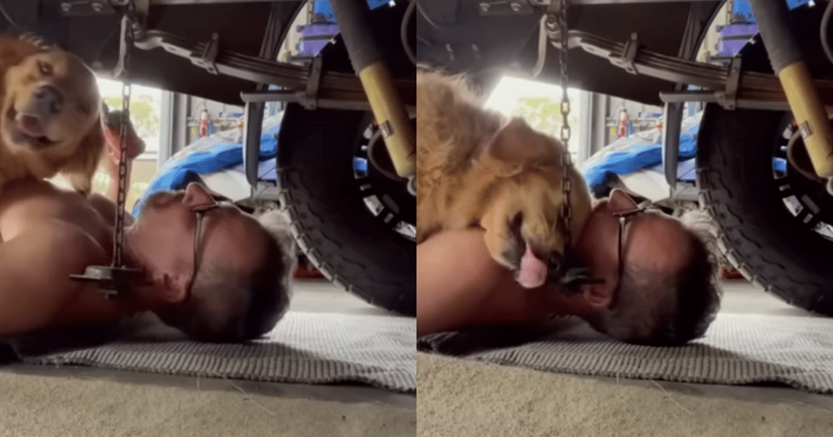 Golden Retriever Cuddles Mechanic Dad While He Tries to Work Under Car