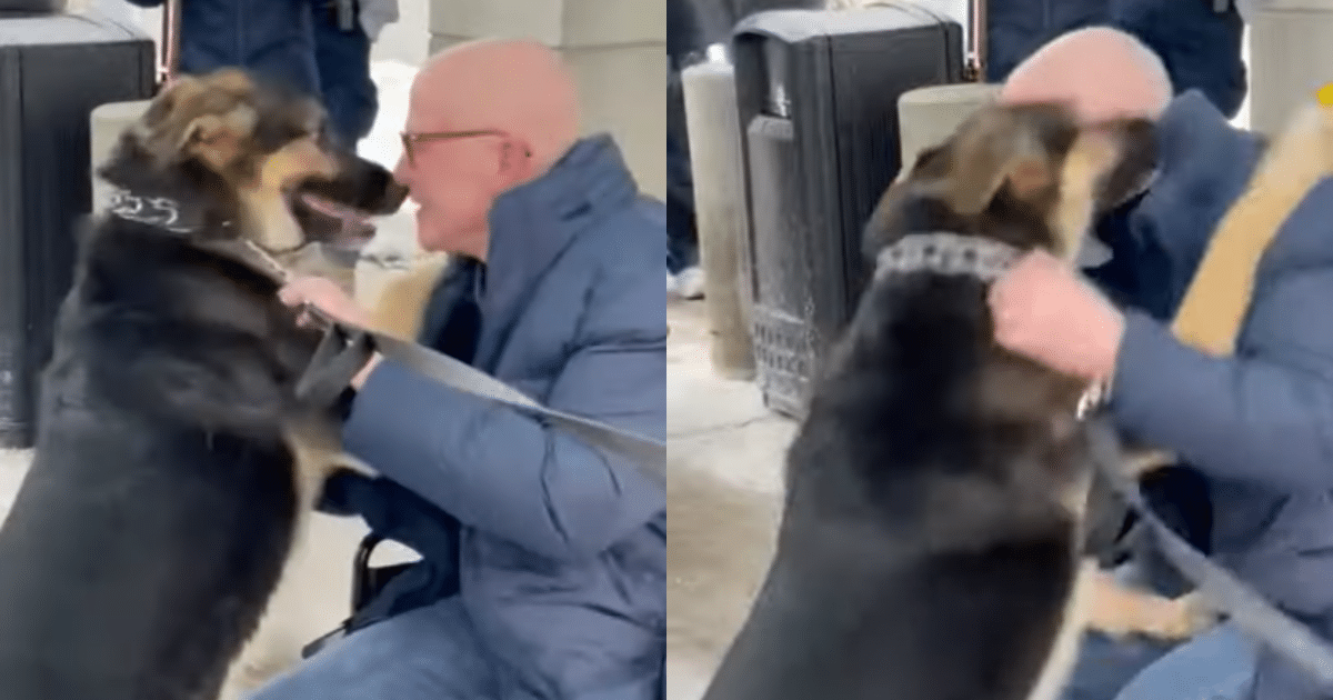Heroic German Shepherd Reunites with Owner She Kept Alive During Stroke