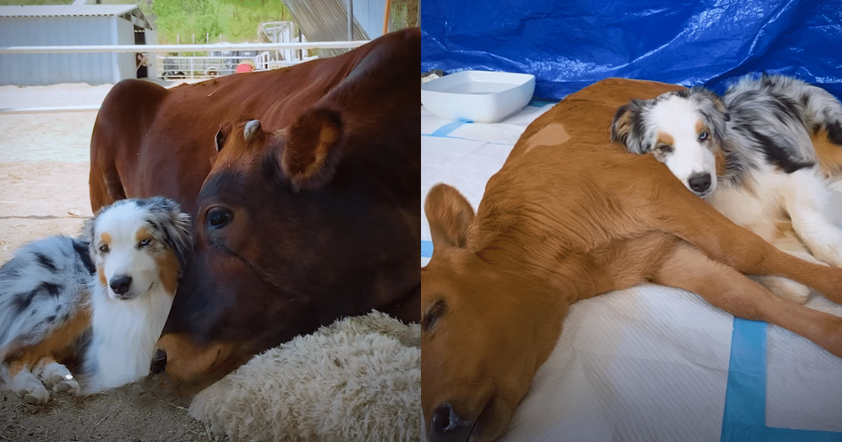 Sick Baby Cow Left Alone Until Caring Dog Comes to the Rescue