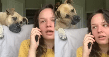Marcel the dog image