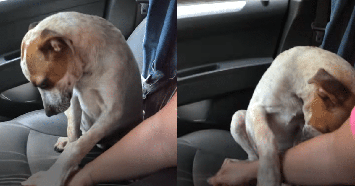 ‘Abandoned’ Puppy Comforts His Rescuer in a Touching Display of Gratitude and Love