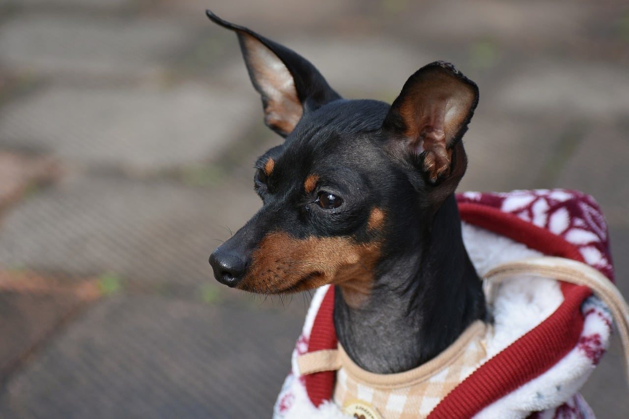 When Does a Miniature Pinscher Reach Old Age?