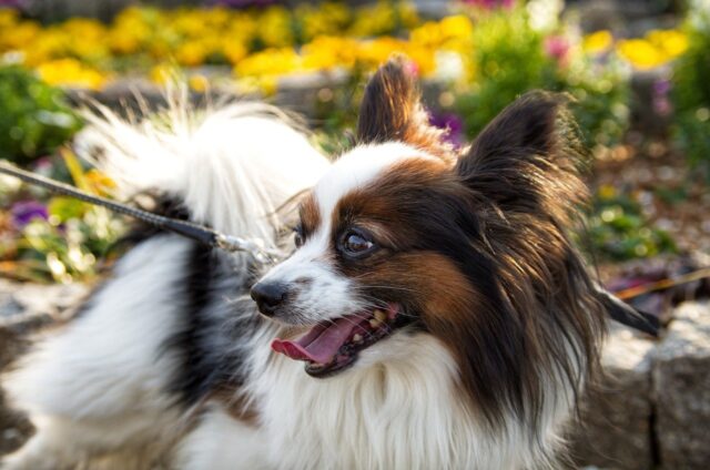 7 Dog Breeds Who Smile The Most