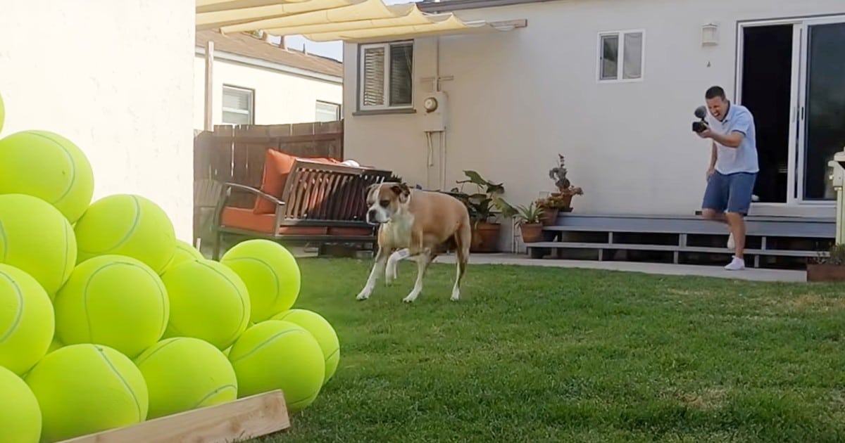 Man Surprises Cancer-Free Pup with 100 Giant Tennis Balls in the Yard