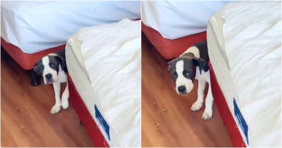 Motel Guests Check Out, Leave Their Pit Bull Puppy Inside Room