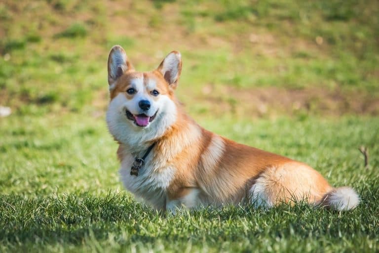 10 Best Dog Breeds for a Someone in Their 60s | K-9 Specialist