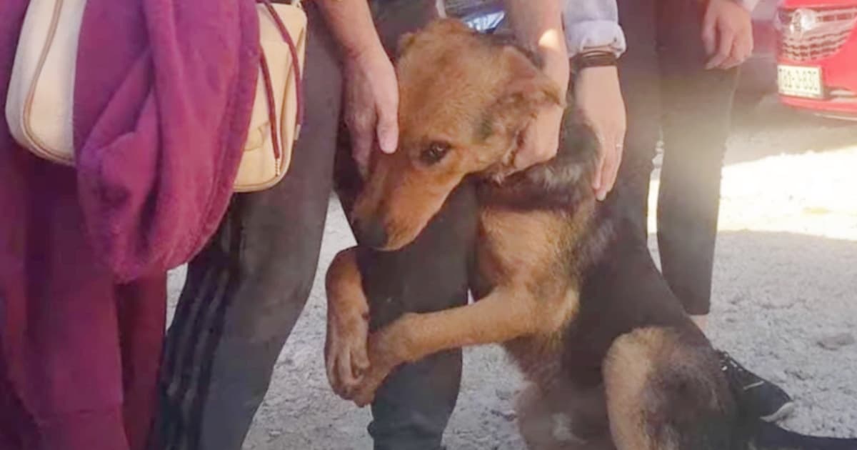 Dog Hugs As Many Strangers As She Can, So One Will Stop And Help Her