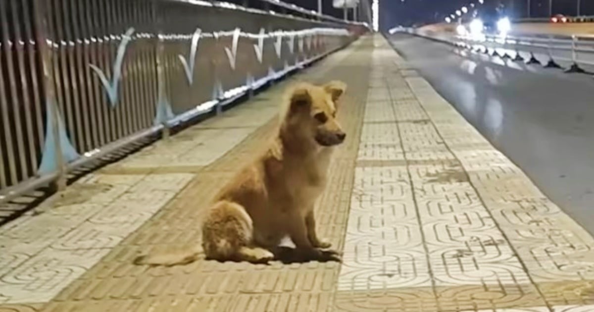 Pup Sat On Overpass Where Owner Left Him, Certain He’d Return