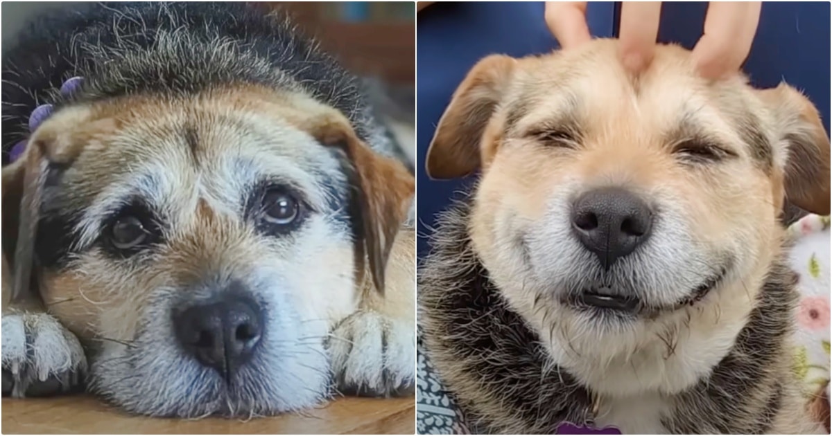 Shelter Dog’s Infectious Smile After Landing New Home