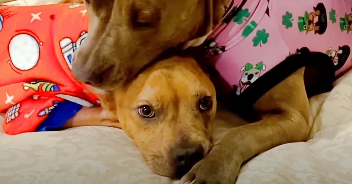 Weakened Pit Bull Drew Strength From Her Doting Brother