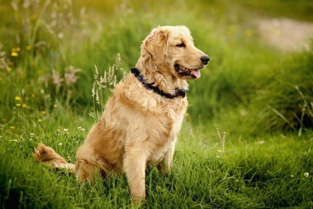 12 Dog Breeds Most Prone To Allergies In 2024