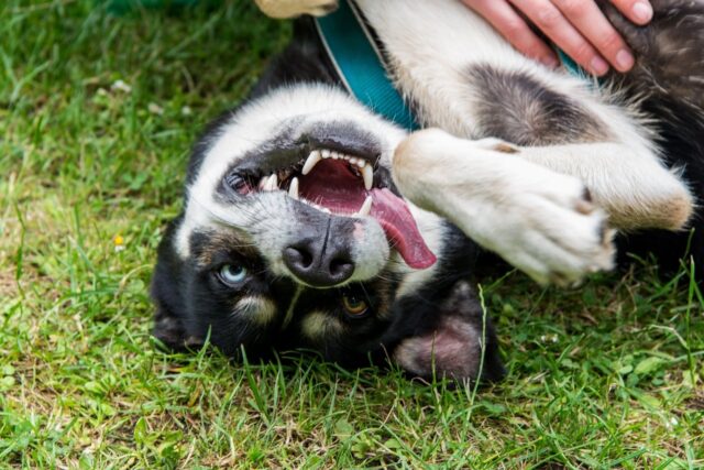 9 Canine Breeds Recognized for Their ‘Zoomies’