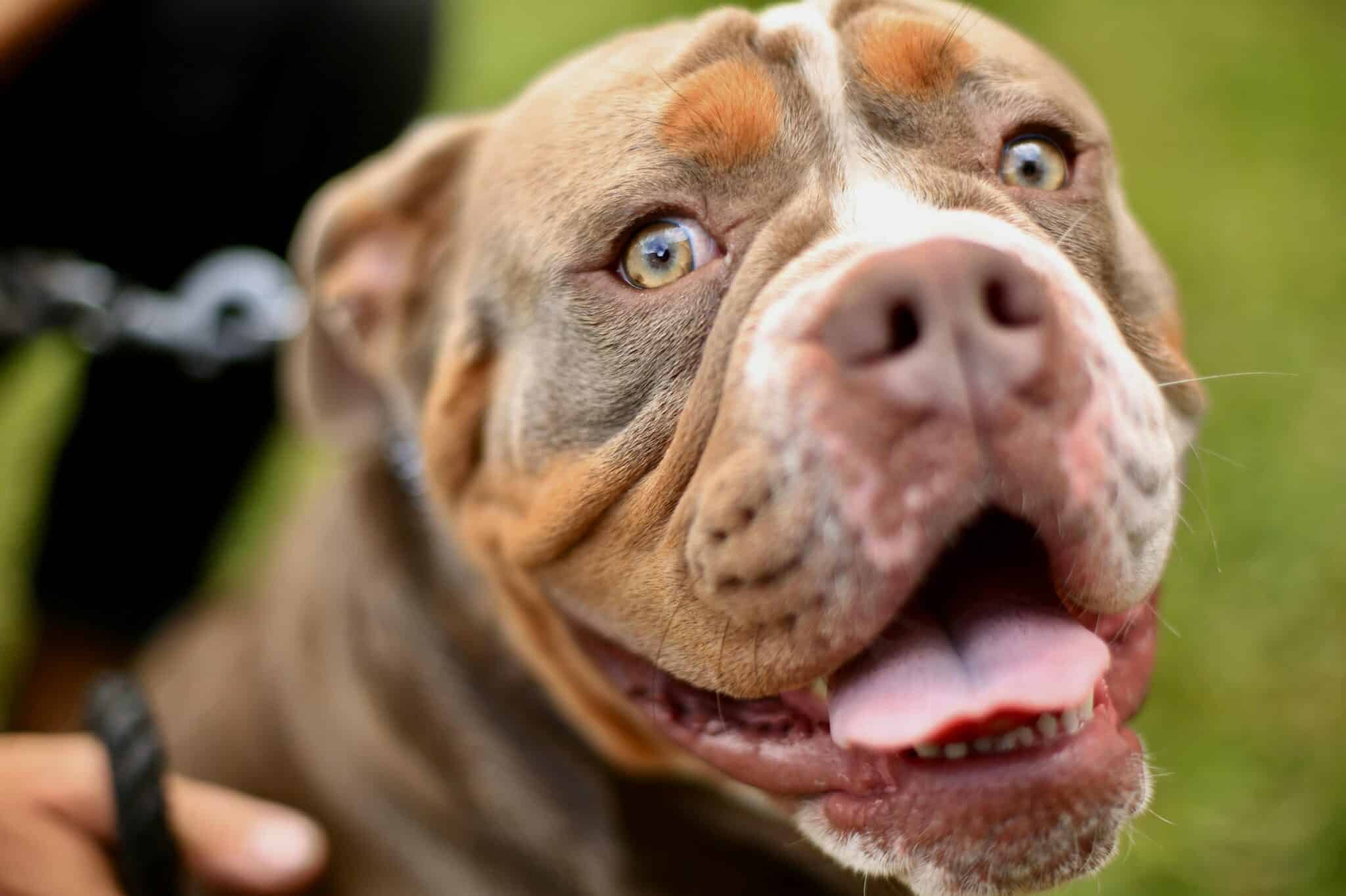 When Do Pit Bulls Reach Old Age? 2026 Guide for Devoted Owners