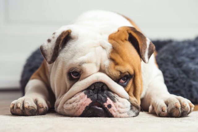 11 Dog Breeds That Can Sleep Anywhere, Anytime