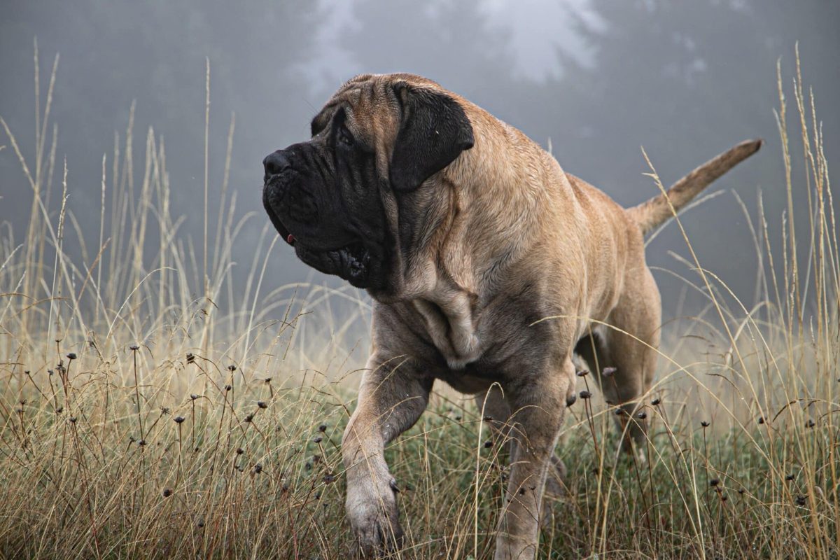 English Mastiff sitting calmly with a gentle yet dignified presence.