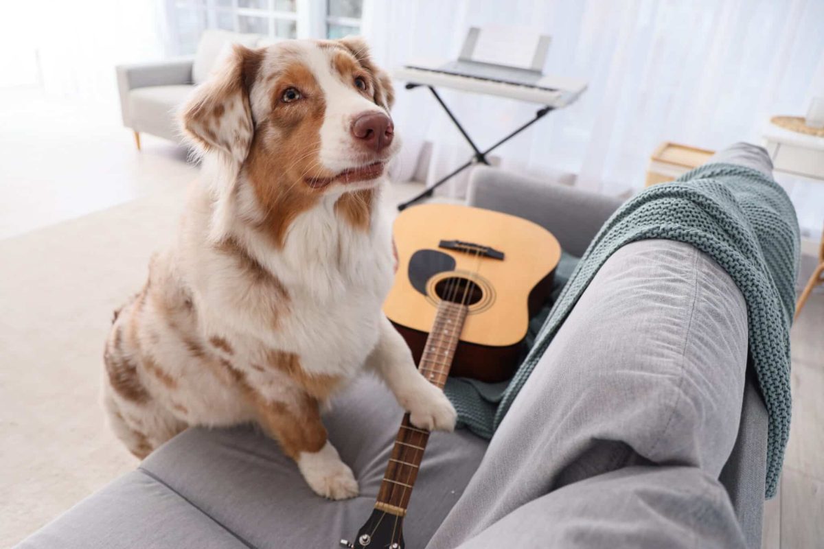 A joyful dog with bright eyes, ready to turn everyday moments into playful fun.