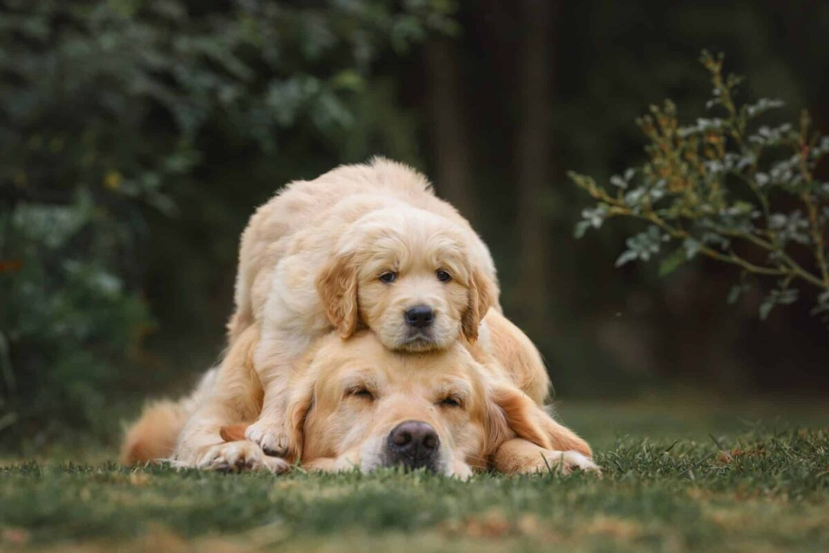 21 Most Affectionate Dog Breeds For Emotional Support